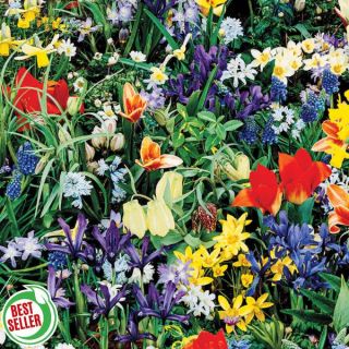Wild Flower Bulb Mix Thumbnail